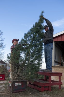 Fulk's Tree Farm