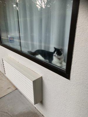 Cat being curious in Motel 6 window