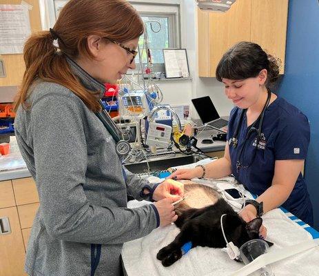 Nurse Michele and Dr. Budgin performing an intradermal skin test on a feline patient