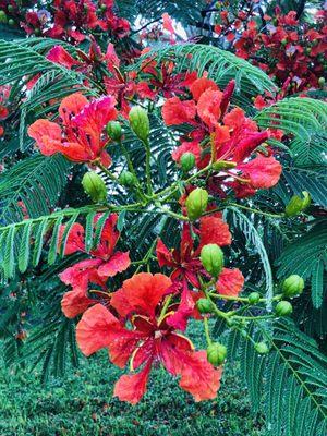 Royal poinciana