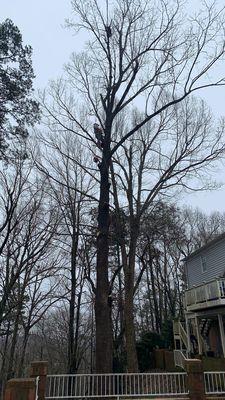 Removal of large tree in back hanging over the house!