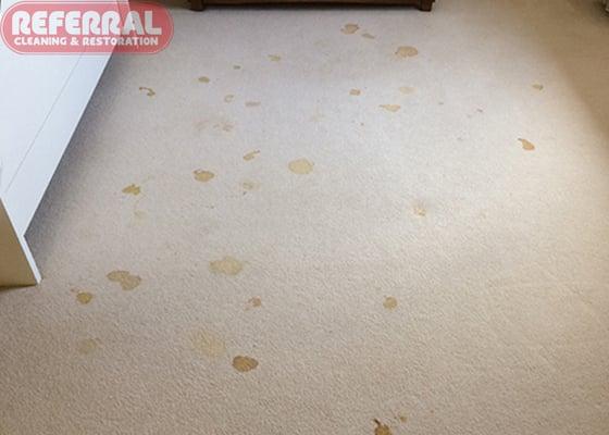 Referral's Services - Pet Stain & Odor Removal