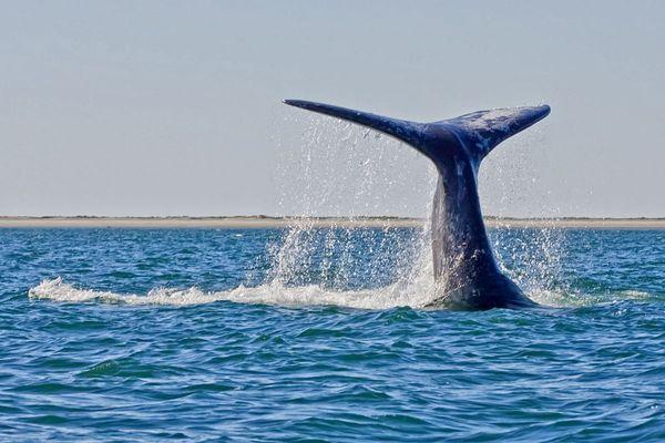 Whale watching tour!