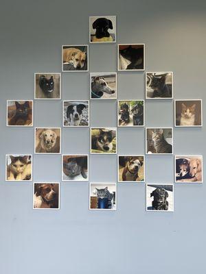 Our lobby displays the photos of our staff pets