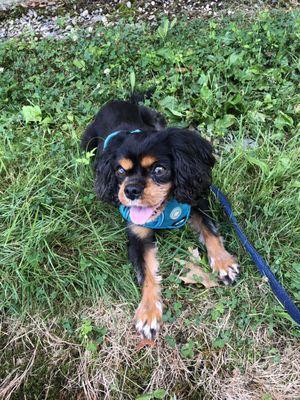 Tori, a sweet girl who absolutely loved her treats!