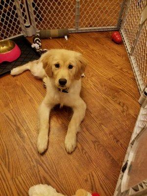 Harley - Female Golden Retriever. Puppy training