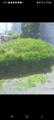 Before picture of a Yew bush