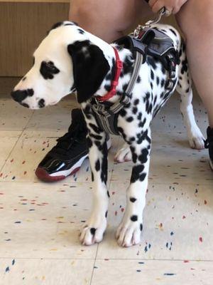 Waveland! Dalmation puppy in puppy school.