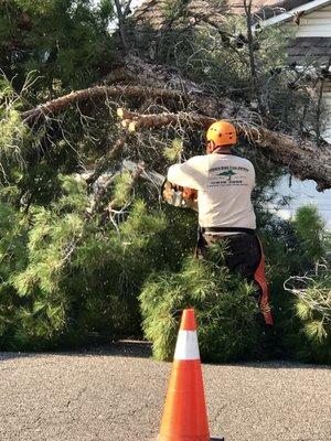 Large Pine tree removal