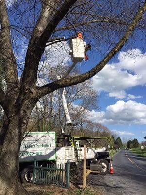 Duke's Tree Fellers