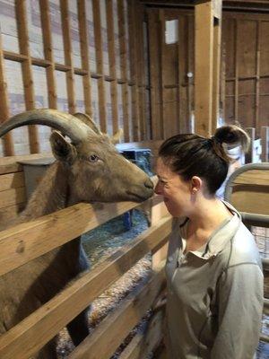 Getting some goat lovin'!