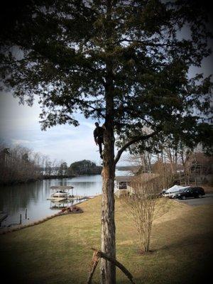 A branch in the Cedar tree got damaged in the storm ended up taking out another branch to make the cedar tree look even and natural.