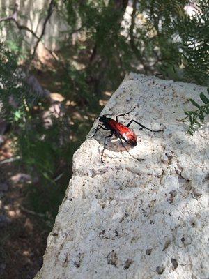 Tarantula Hawk Wasp - An insect with an excruciating sting and a life cycle straight out of an Alien movie.