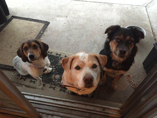 All dogs at Adventures of Finn learn how to wait patiently at the door