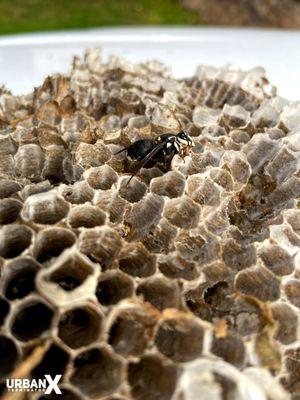 Bald faced hornet nest removal