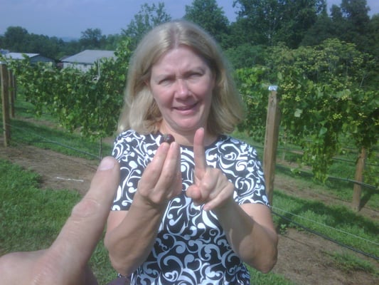 Vintner Dawn holds the first grape harvested from the Sullivan Vineyard