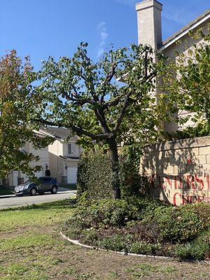 Samuel Ruiz Landscaping and Tree Service