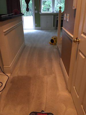 yoan's carpet cleaning