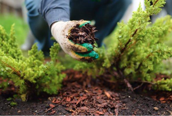 Mulch options available that are good for the environment and for your lawn (813) 468-3020