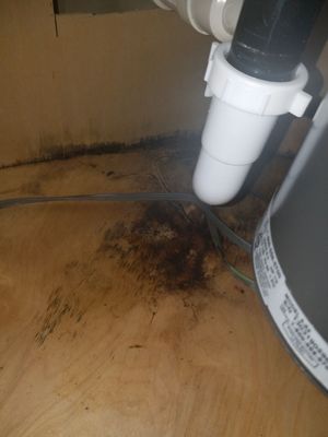 Numerous times black mold was found around my kitchen in my bathroom growing from underneath the floor into cabinets and other areas