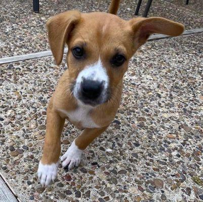 Casey 2-3 month old boxer mix