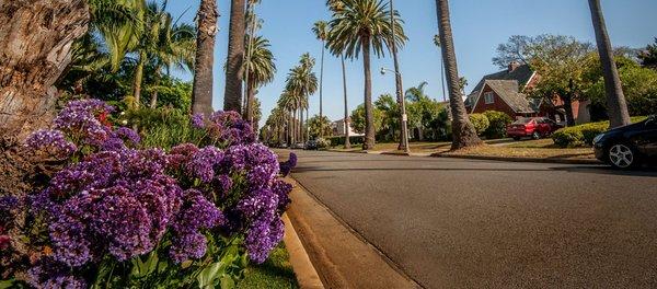 Palm-tree-lined Santa Monica street