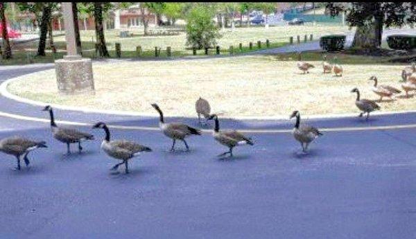 Follow these Canadian geese from Heritage Tower to the neighboring backyard Alum Creek biking and hiking trails.