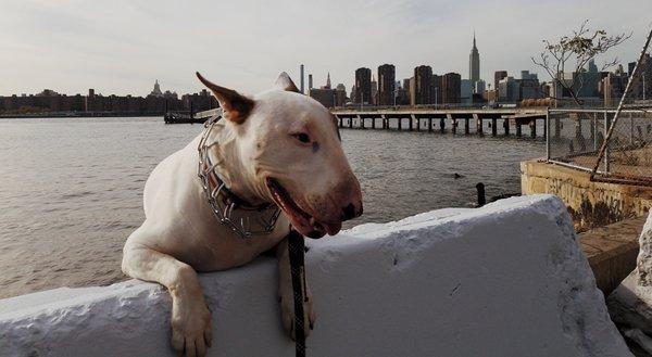 NYC Doggystyle