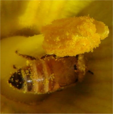 Honey bee pollinating pumpkin