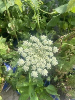 A beautiful carrot flower. While this bad boys ready to be pulled up some people prefer to leave them for these stunning blooms.