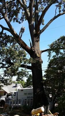 Tree Service