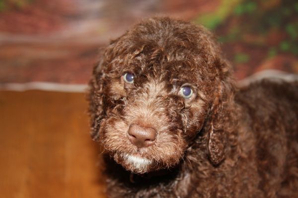 Whitman has the sweetest eyes!