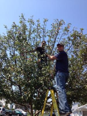 Ornamental Shrub and tree pruning