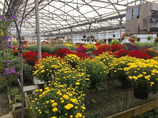 Vaughan's Blue Ridge Nursery