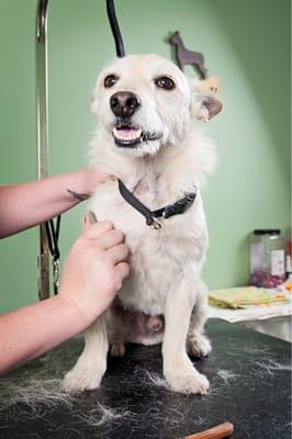 Hand stripping the handsome Indy-photo copyright Lisa Greenlea