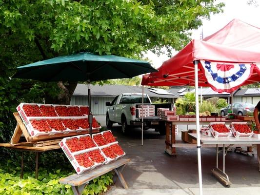 Fresh Strawberry Stand