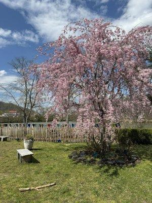 Garden area