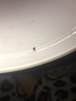 Found a dead bug at the bottom of the big container I'm so disgusted my 4 and 1 year old have been eating this I'm sick to my stomach