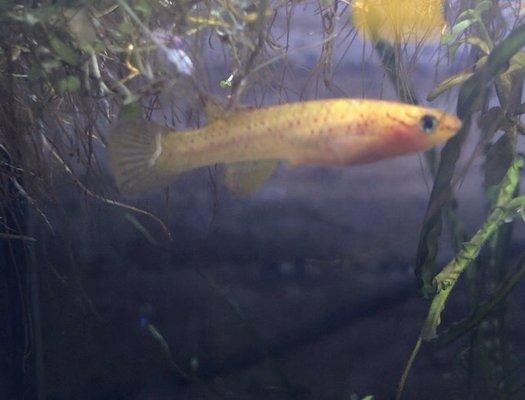 My female australe kilifish named Kiwi from aquastetics!