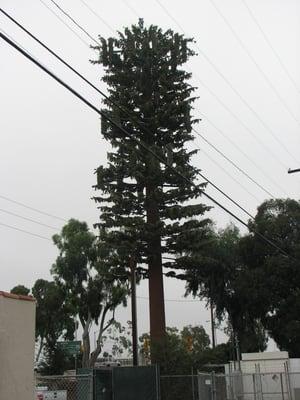 Camouflage Tree after rehab!