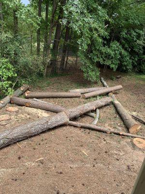 Trees laid in backyard