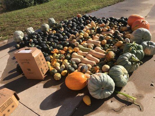 Check out our colorful harvests!