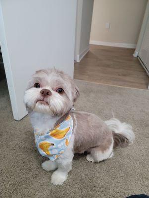 After returning home with his fresh Banana Bandana!