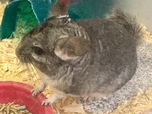 Chinchilla