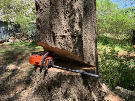 S & V Tree Service