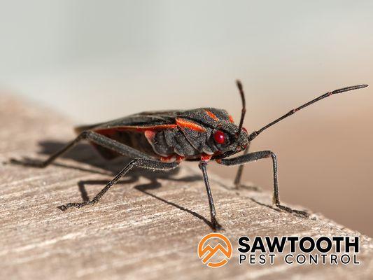 Sawtooth Pest Control