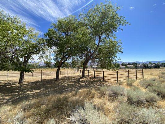 Some of the enclosed area for the horses.