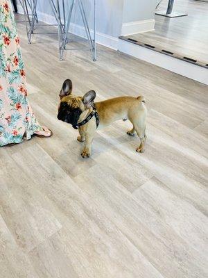 Look at this cuteness who is here to greet you at Elle Vie!