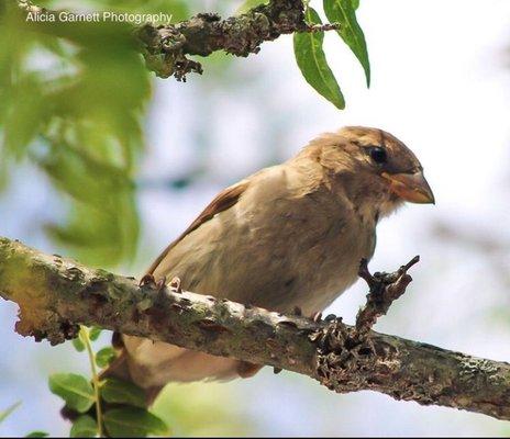 Sparrow in Hyde Park Boston