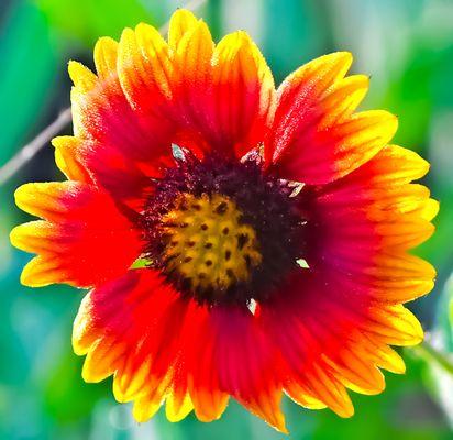 Red and Yellow Flower